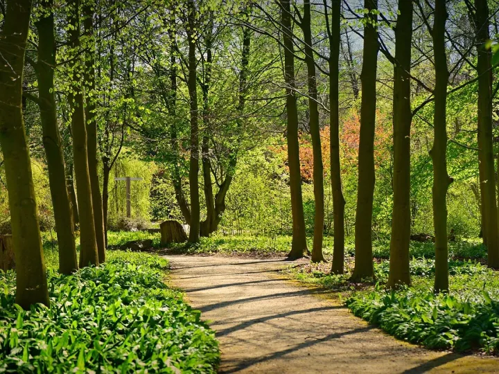 Lane, tree, forest