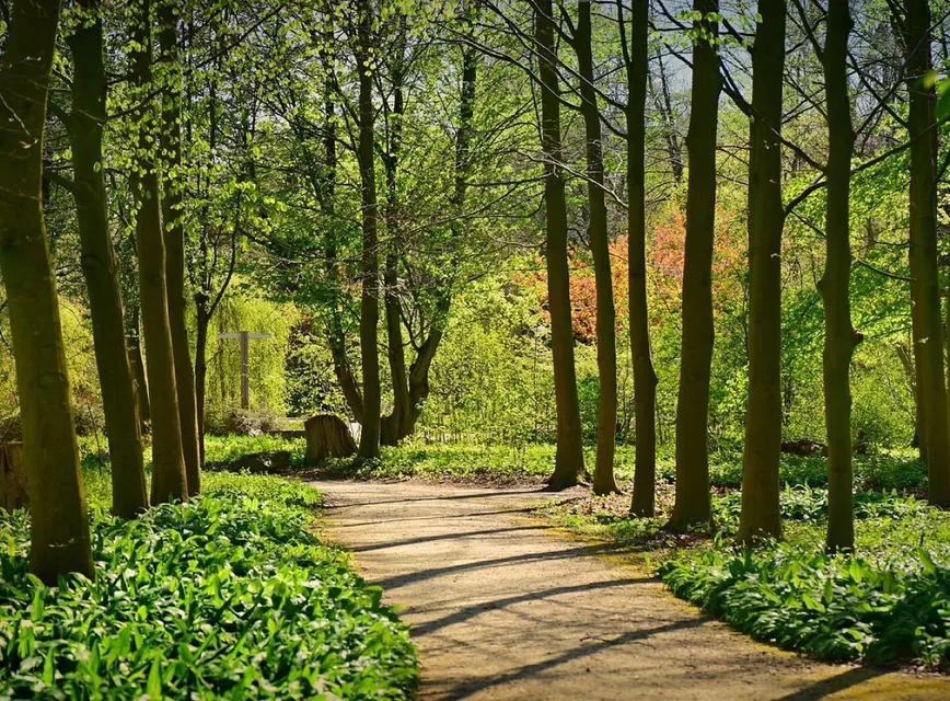 Lane, tree, forest