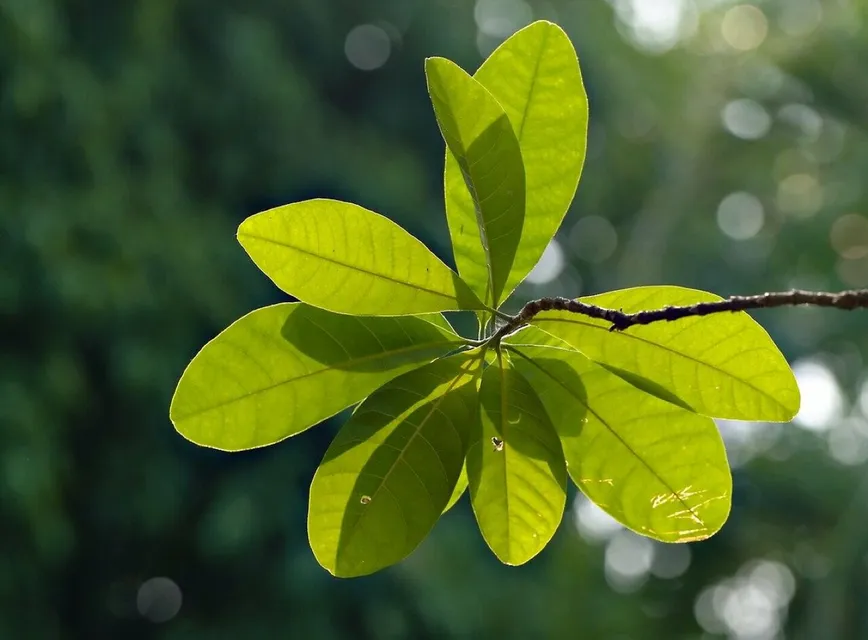 Green leaves, leaves, foliage