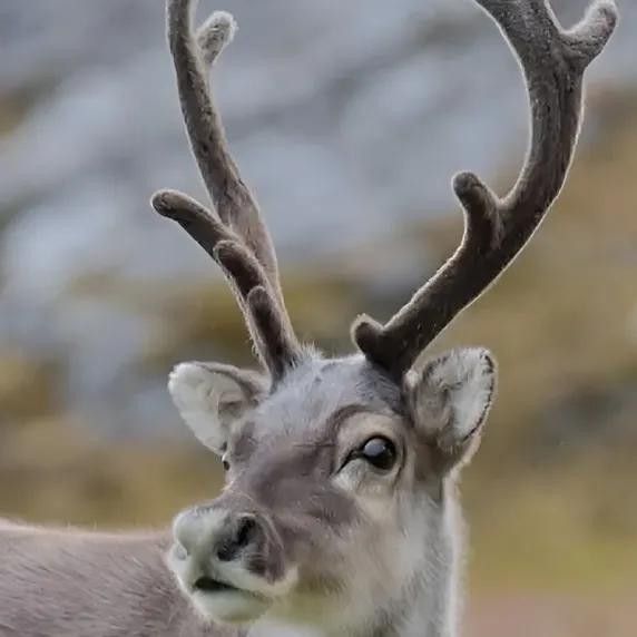 Reindeer