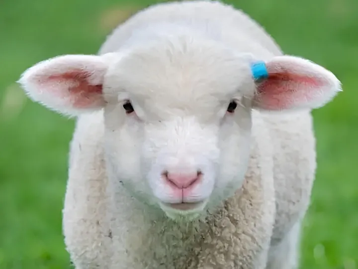 Sheep