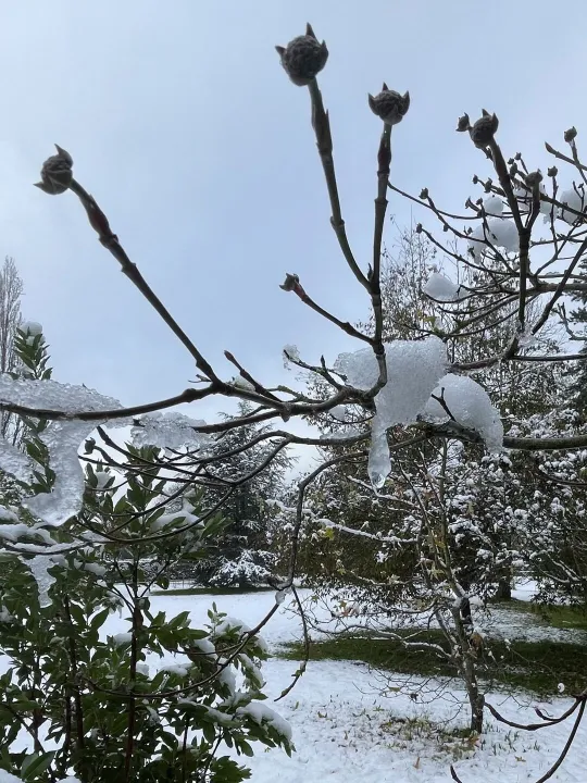 Snow in November