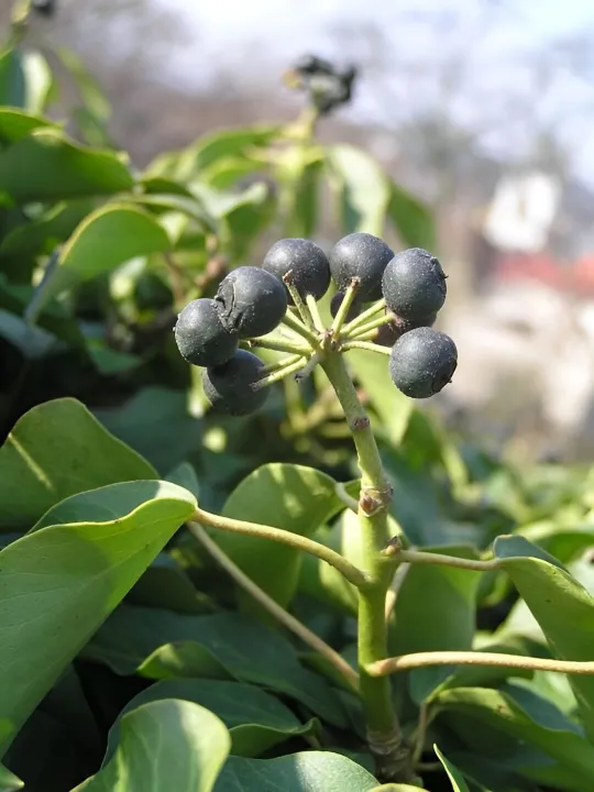 Ivy 4