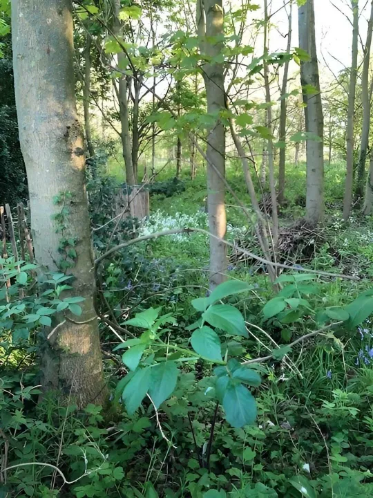 Wilding Area 2