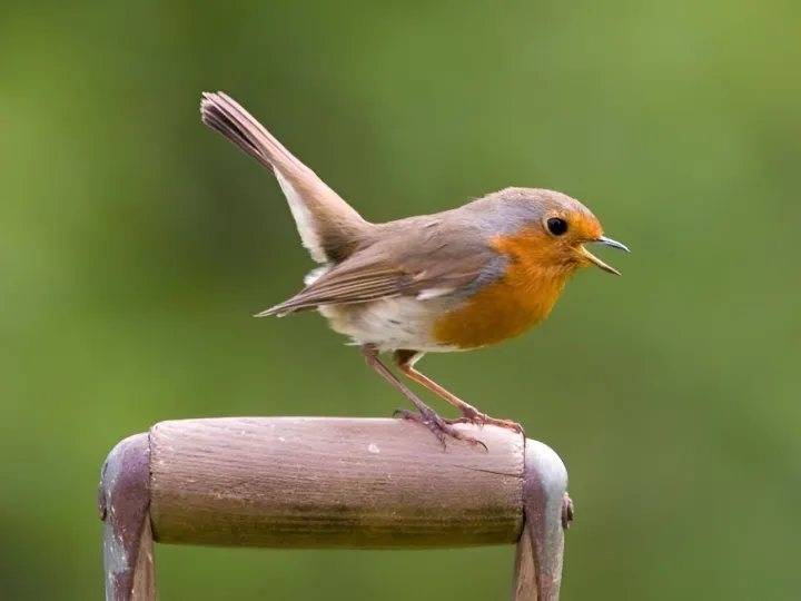 Robin