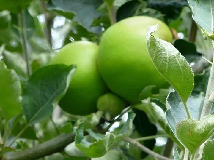 Orchard 2