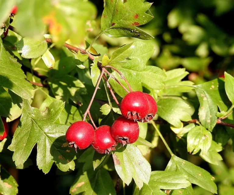 Hawthorn, hawthorn fruit, red fruit