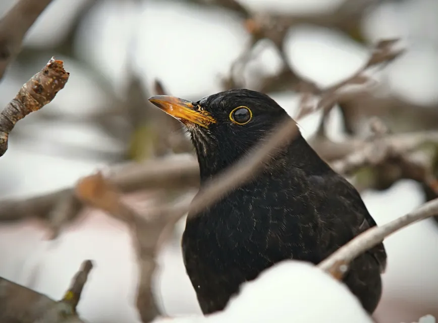 A blackbird perched on snow-covered tree branches in a winter setting, displaying its bright yellow beak.