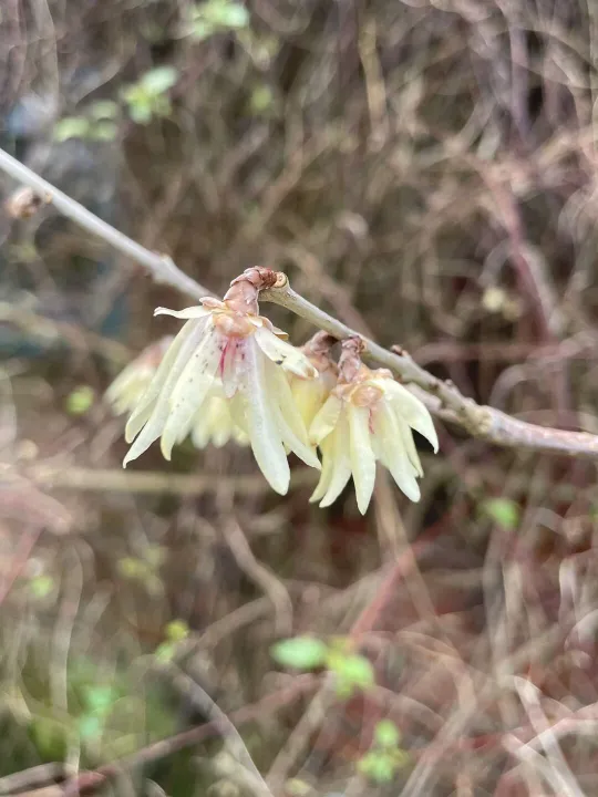 Feb garden