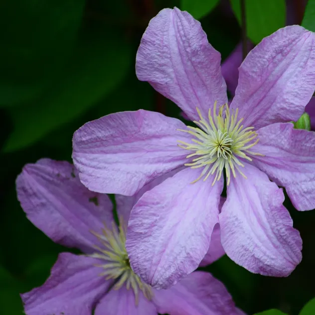 Vibrant pink clematis flowers in full bloom captured up-close with lush green background.