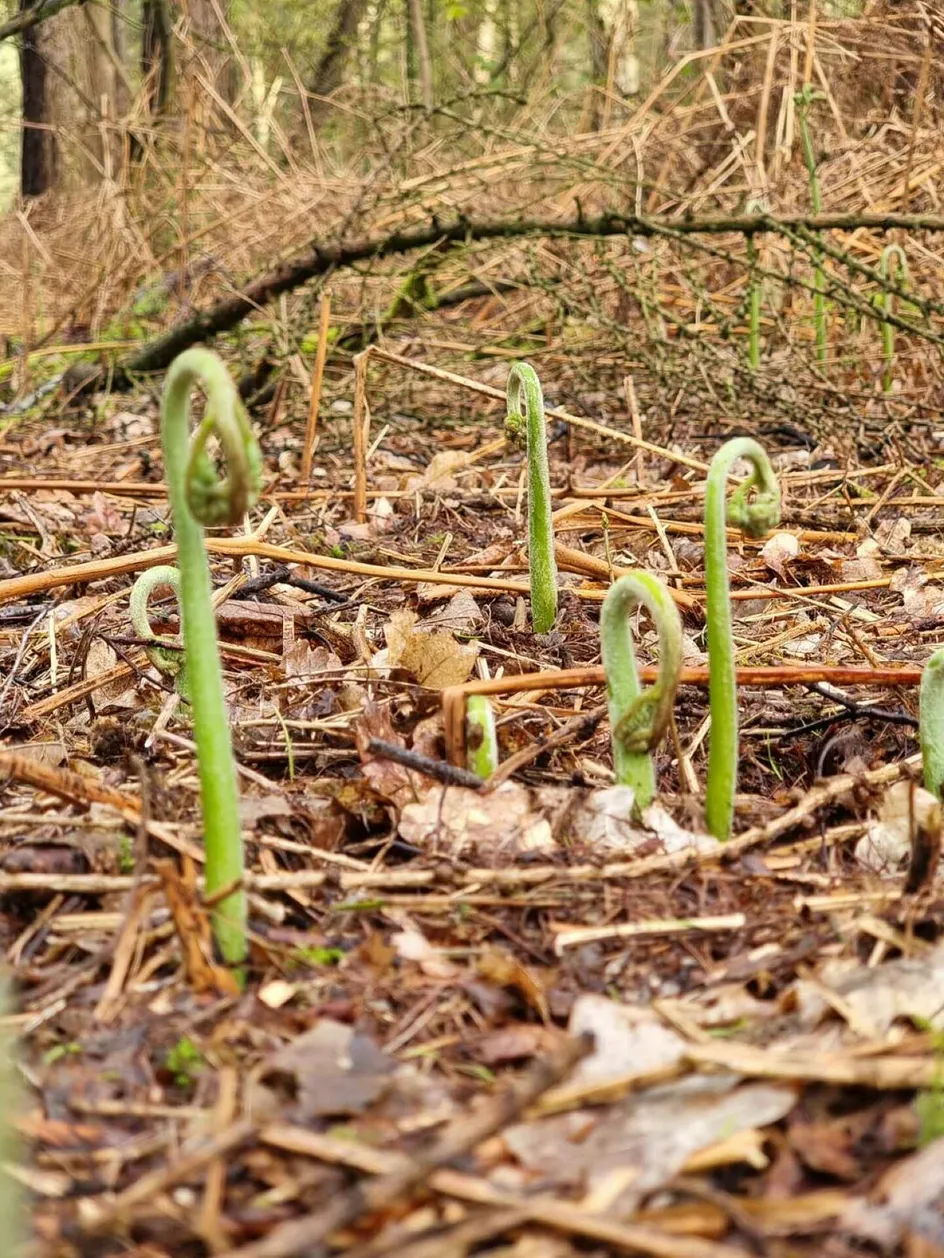 New Growth