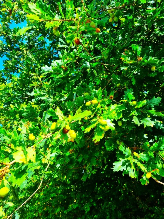 Oak Tree Mast