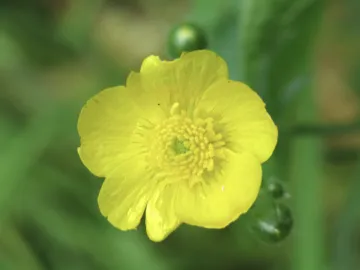 Woodland Walk 2021 3