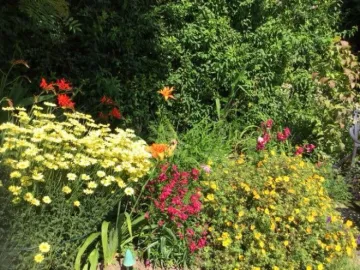 Crocosmia, Lilies, Daisies