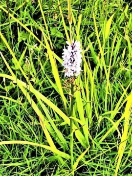 Orchid