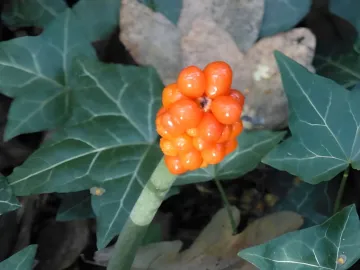 Wild Arum 1