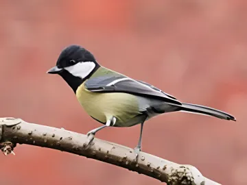 Female Great Tit
