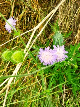 Field Scabius