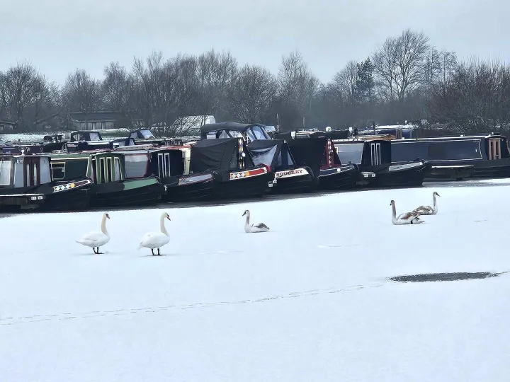 Swans