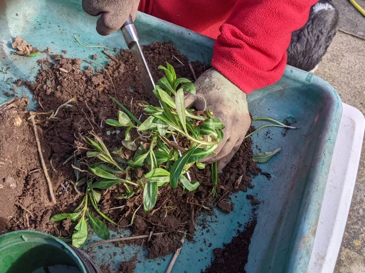Jacqui Splitting Perennials 1