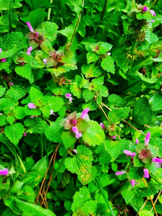 Red Dead Nettle