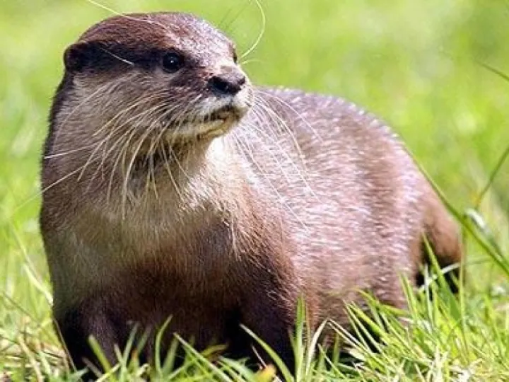 otter_1205307c