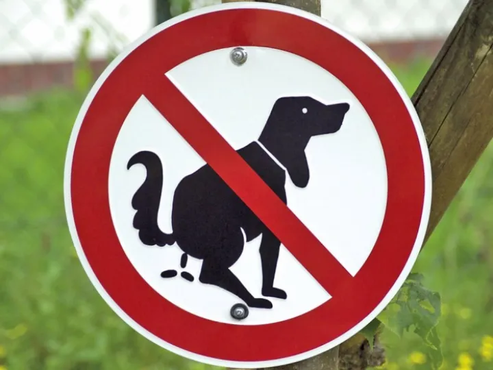 web-dog-poo-rex