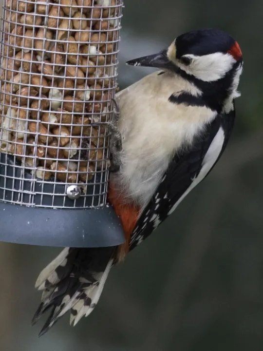 Greater Spotted Woodpecker 3