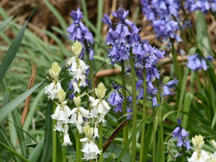 Blue&White Bells WEB