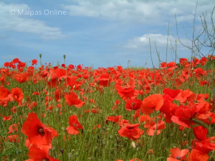 A poppy Field