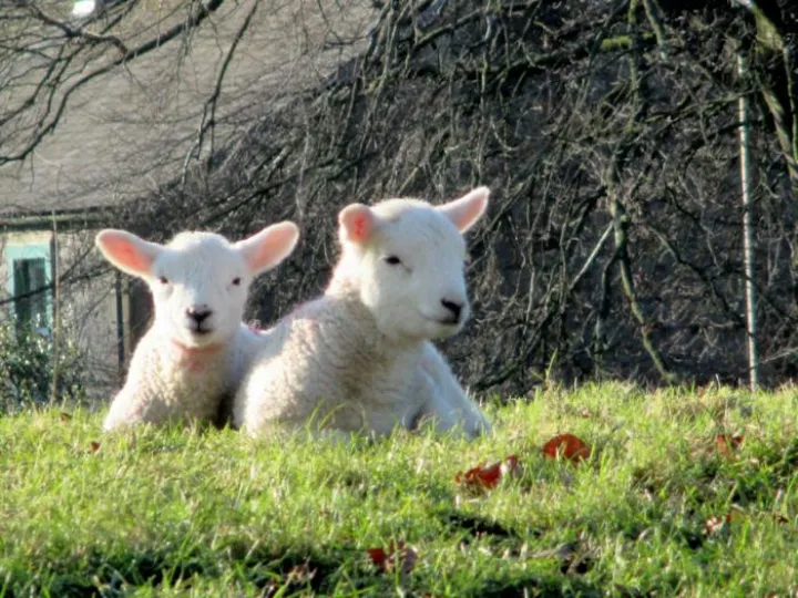 lambs