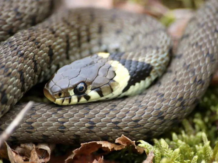 Grass Snake – Chris Gilbert (Great Blakmere)