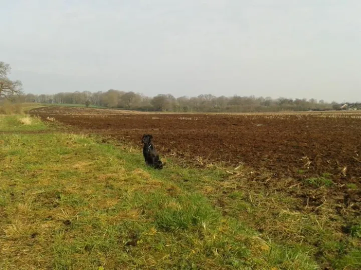 Catskins and croawks5