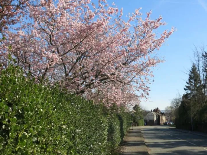 Springtime in Tarvin Img_5541