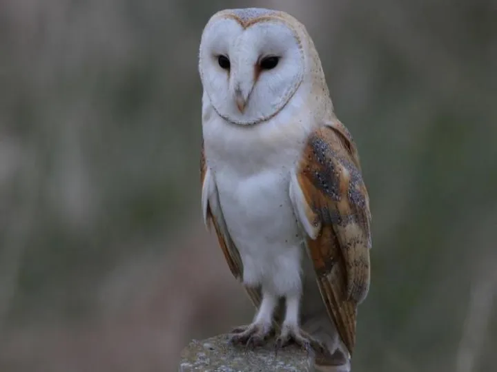 Adult Barn Owl (Latin Name – Tyto alba )