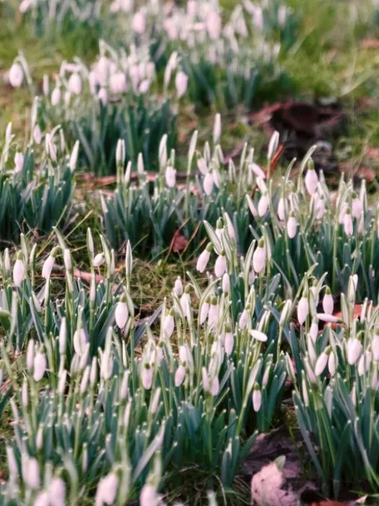 Kathryn_blog_snowdrops