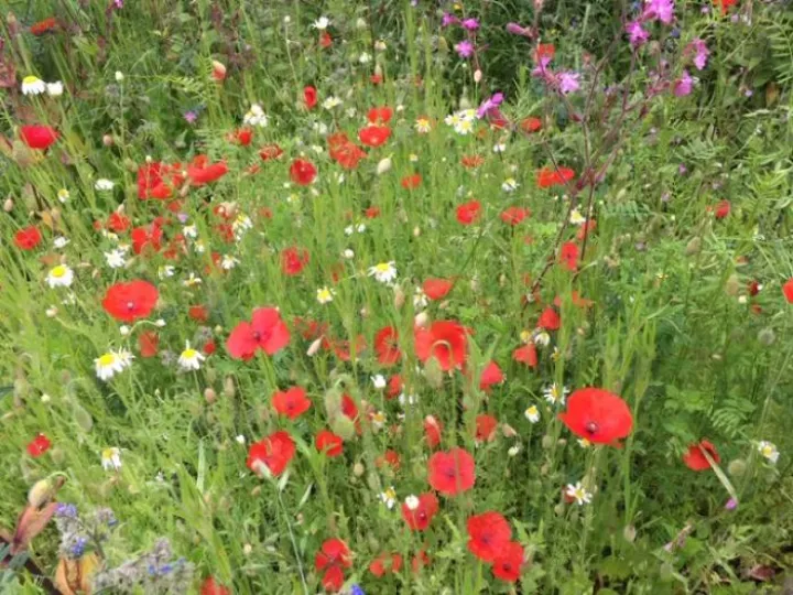 poppies