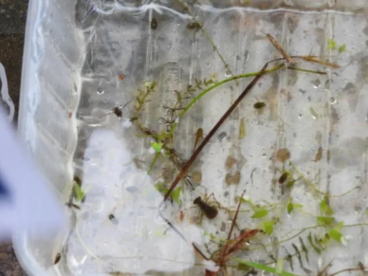 Pond dipping 19 creatures