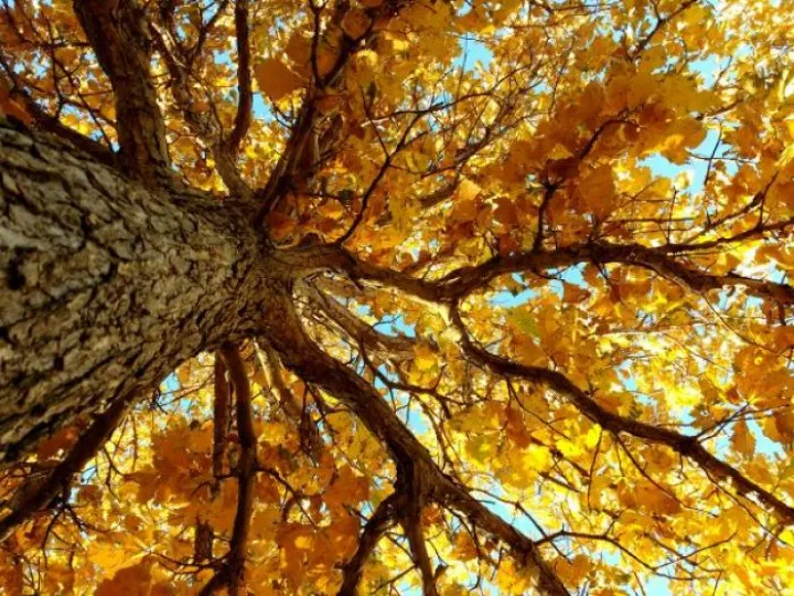 autumn-tree-from-below-600x450