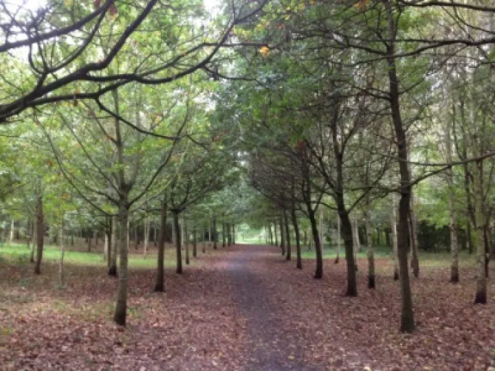 Grogan's Walk1