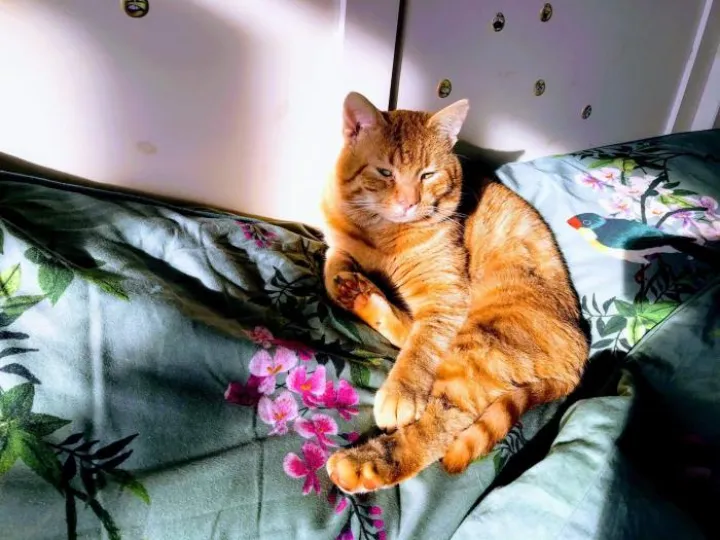 Missing cat Dec 2019_1618374024969480 (1)