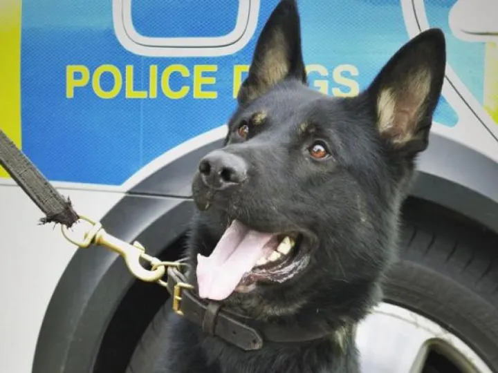 Police Dogs