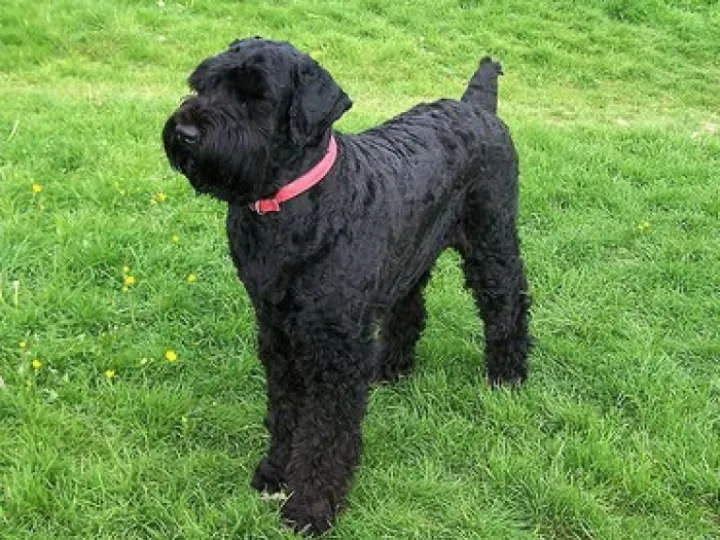 Black terrier Dog