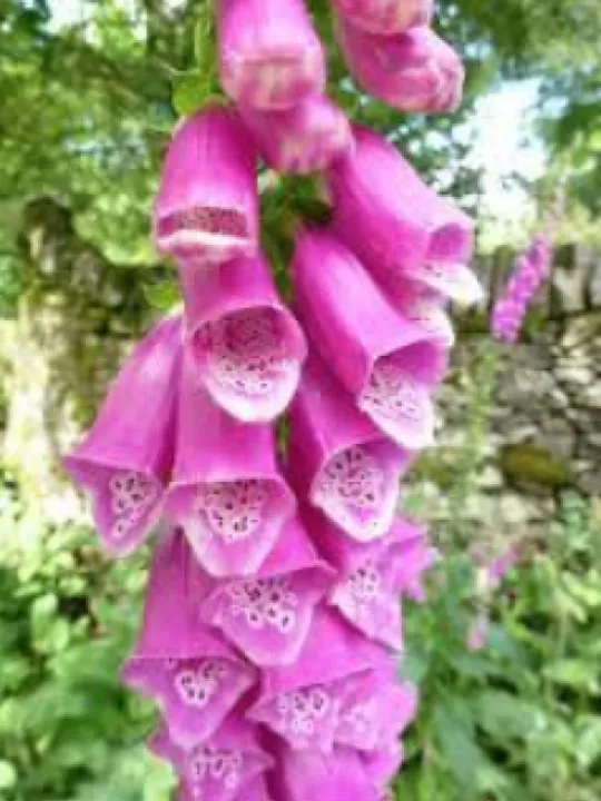 Fox glove