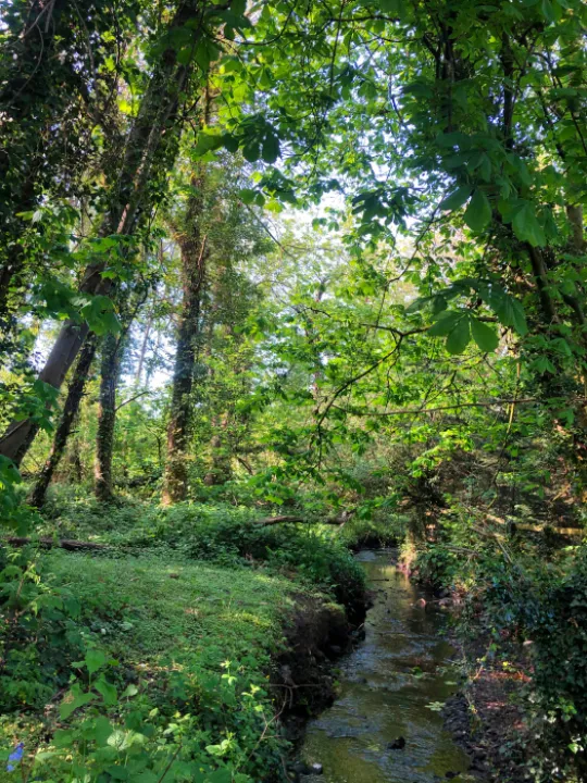 Helena &ndash; the Spinney