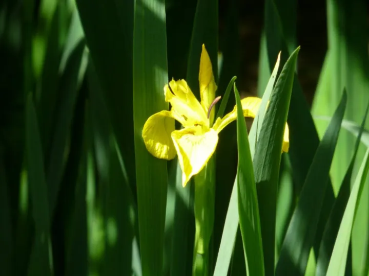 Single Flag Iris