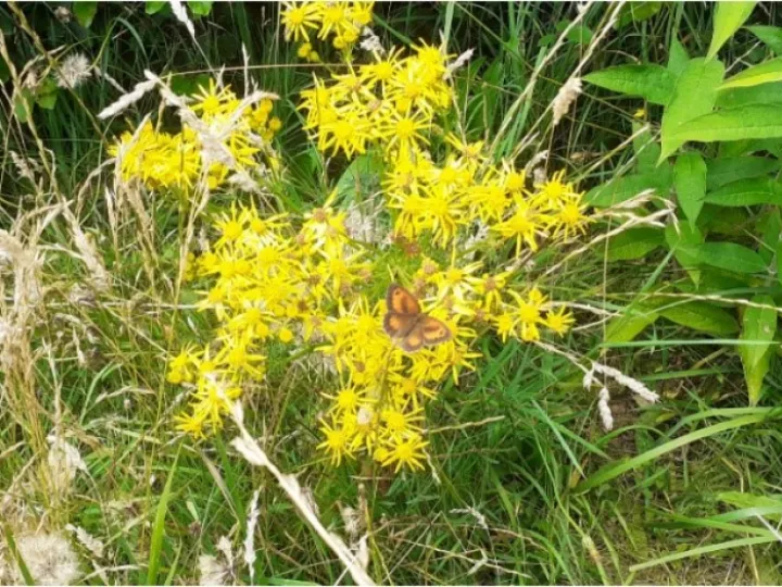 Gatekeeper Butterfly