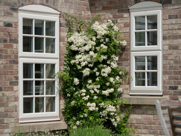 Window exterior with white plant 43