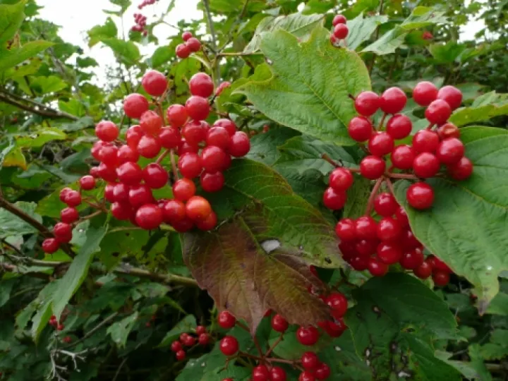TCW Guelder Rose Berries