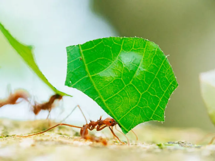 Leaf cutter